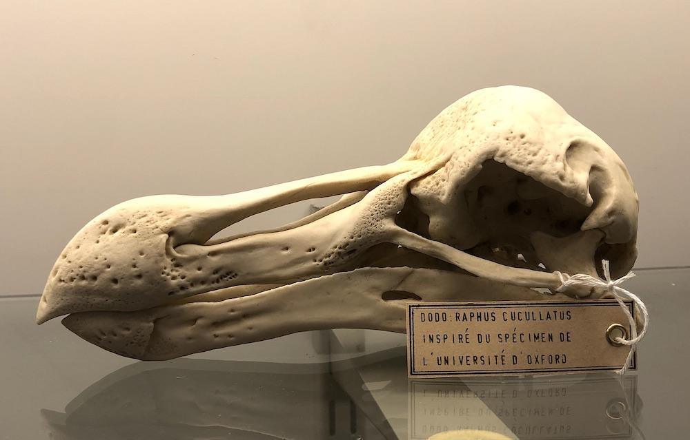 Le dodo, géant disparu