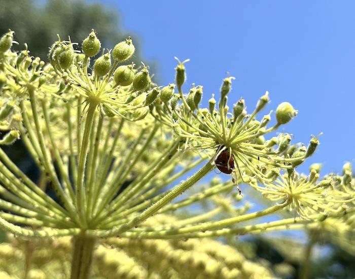 La Berce du Caucase La Berce du Caucase