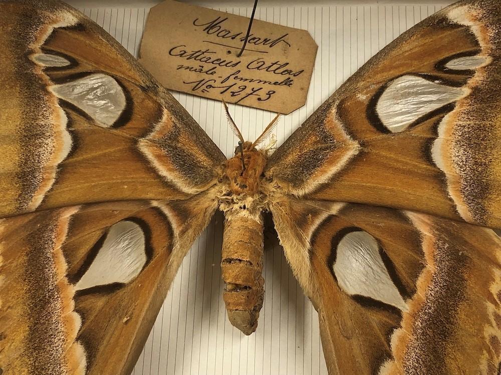 Jean Massart, un naturaliste en voyage Jean Massart, un naturaliste en voyage