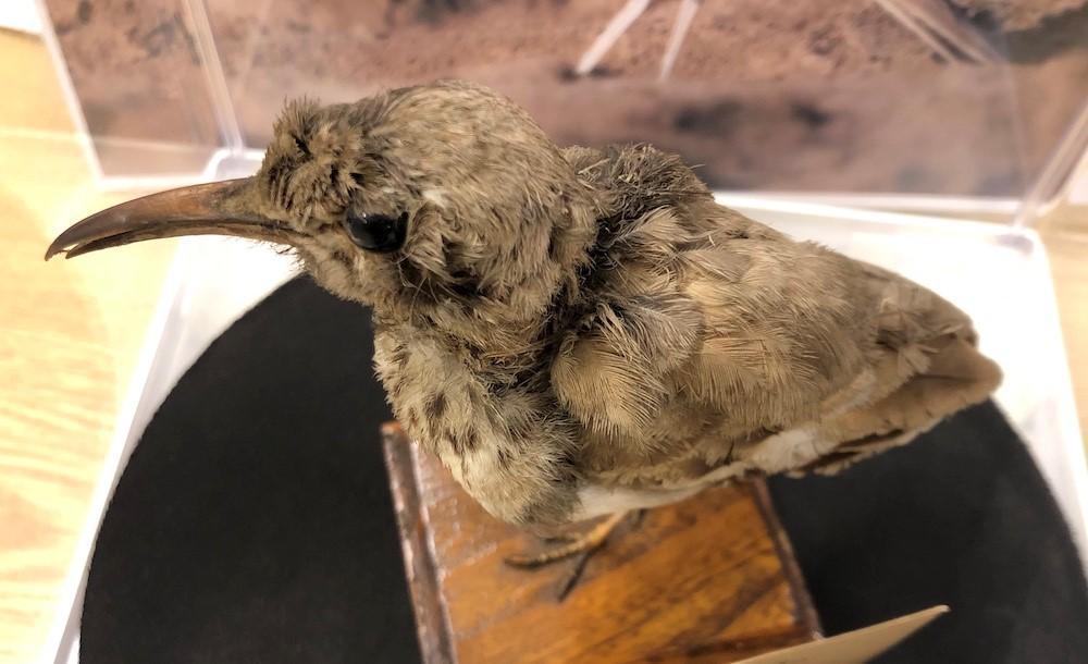 Jean Massart, un naturaliste en voyage Jean Massart, un naturaliste en voyage