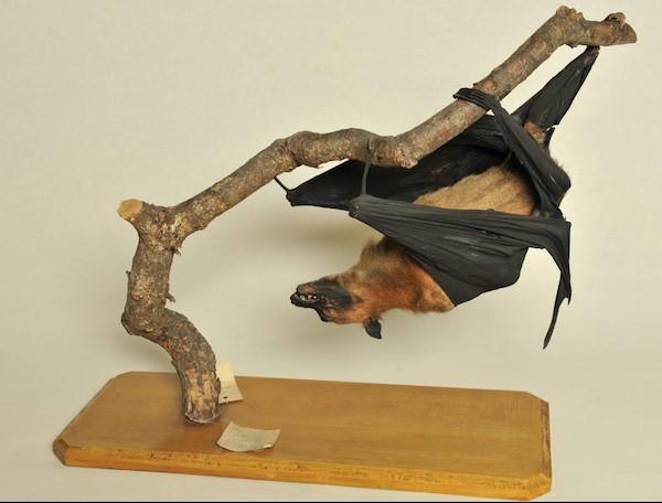 Le Grand Renard Volant de Sumatra