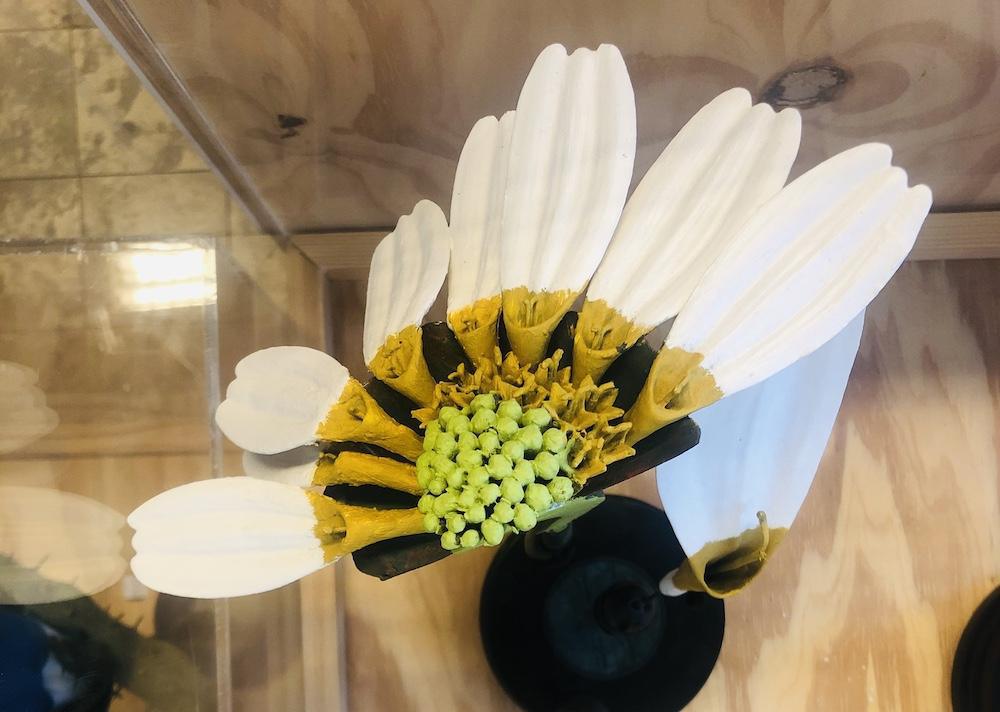 Pâquerette géante Pâquerette géante