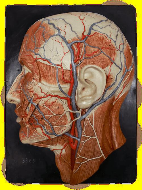 L’écorché en relief