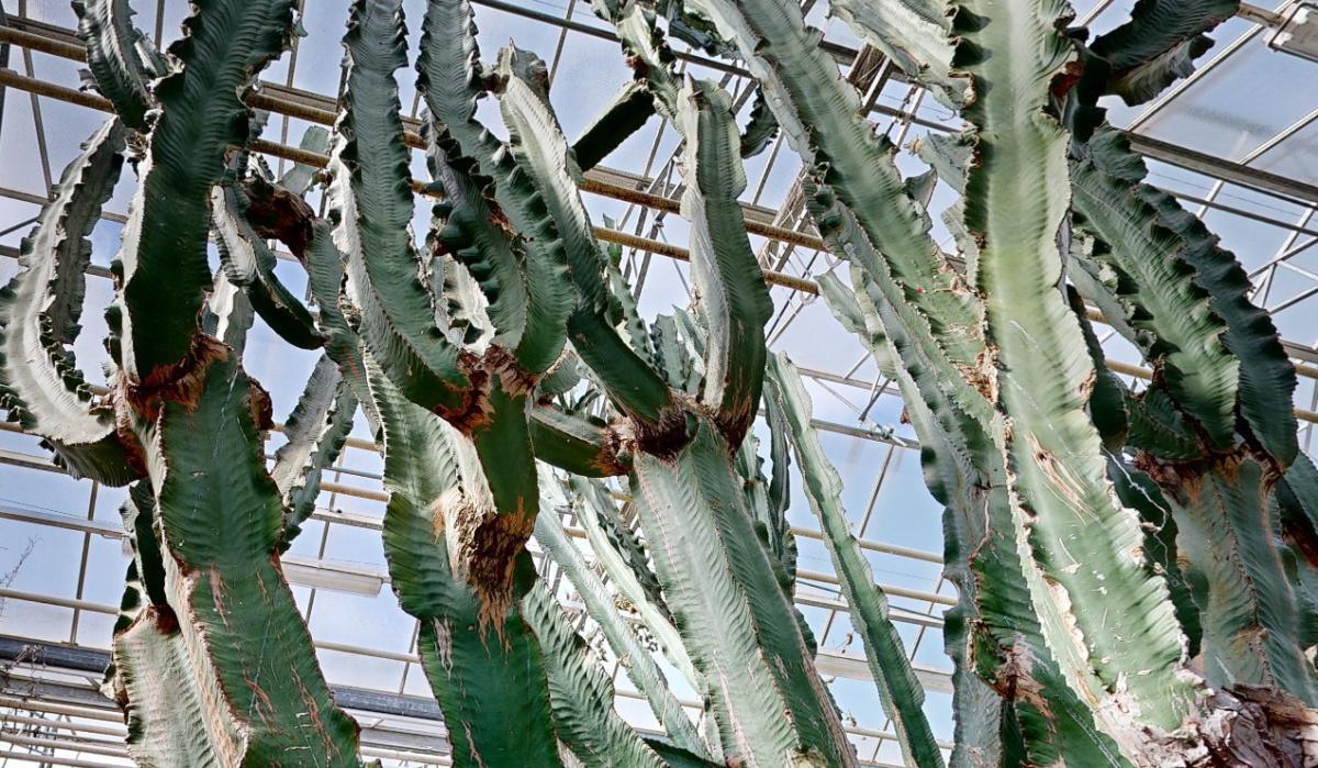 Survivre dans l’aridité Survivre dans l’aridité