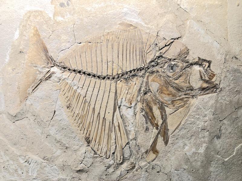 Des rayures venues du fond des âges Des rayures venues du fond des âges