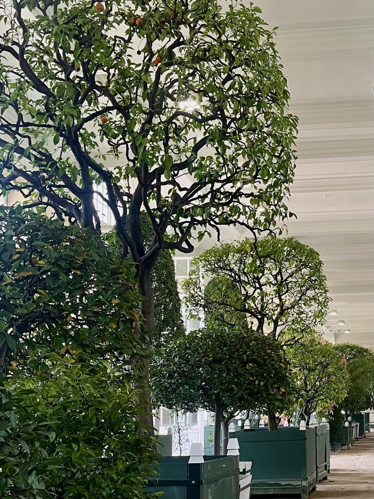 Des oranges autrichiennes