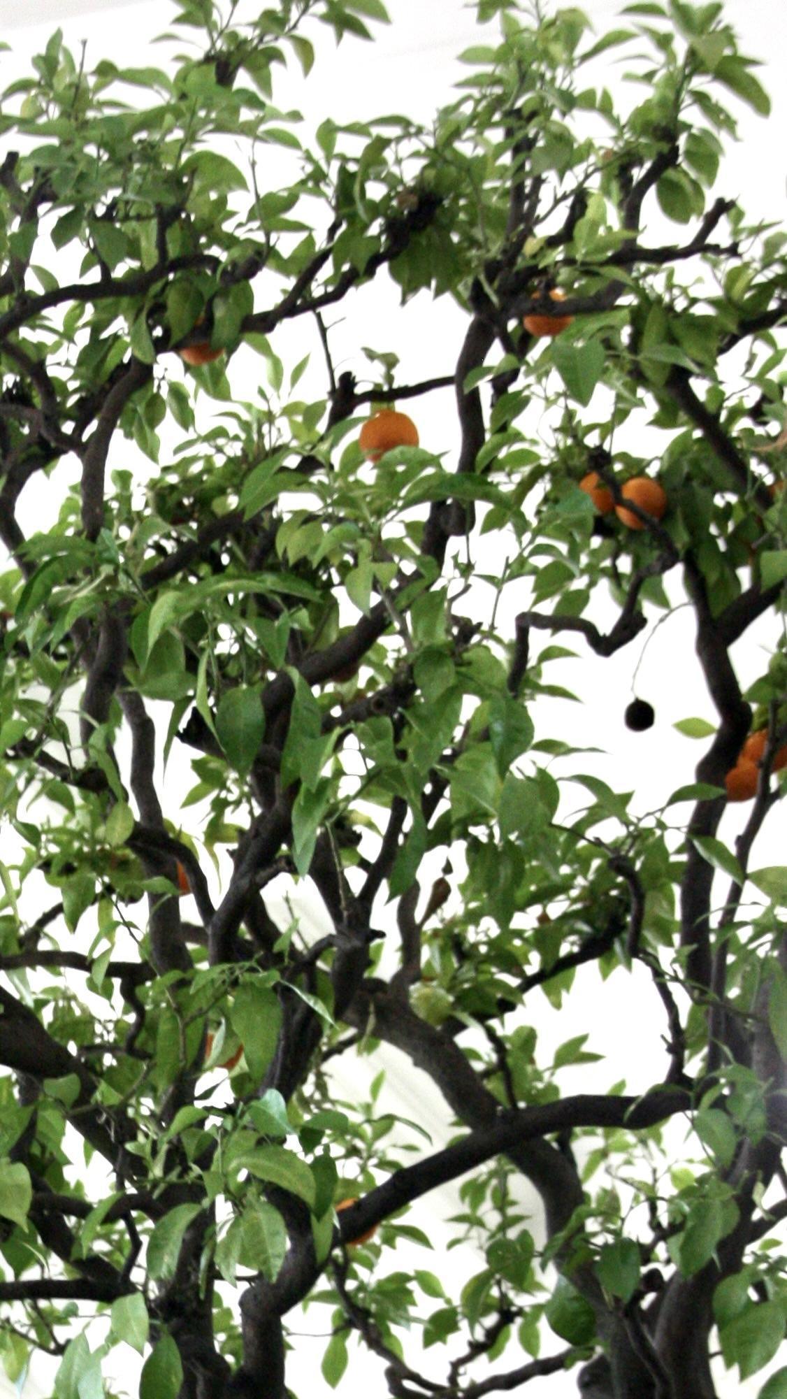 Des oranges autrichiennes Des oranges autrichiennes