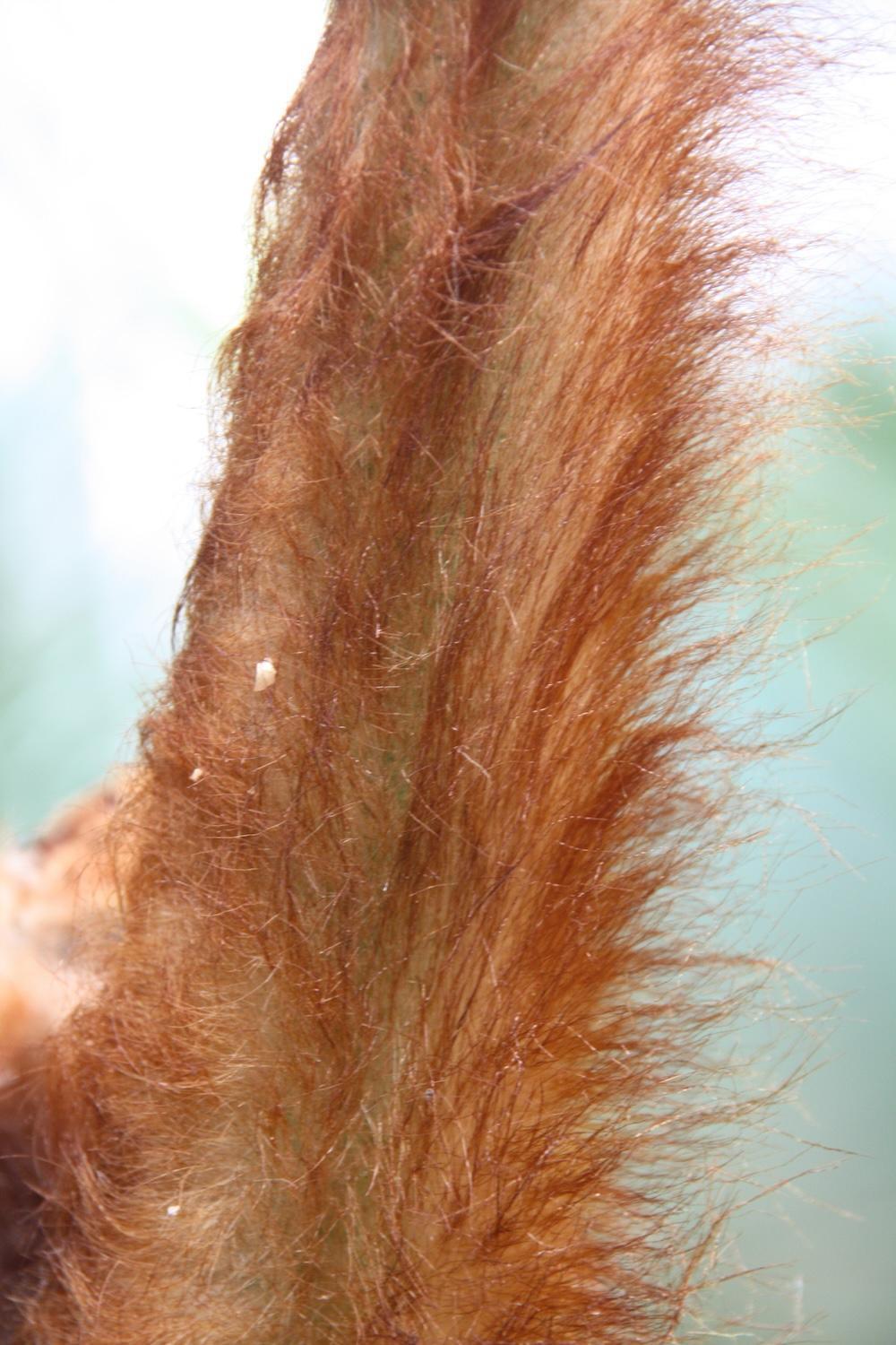 Un drôle d’animal