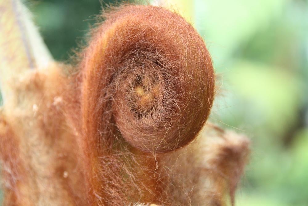 Un drôle d’animal