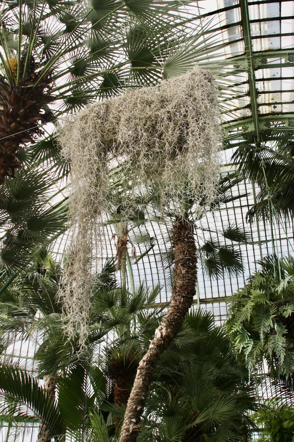 Presque un ananas Presque un ananas