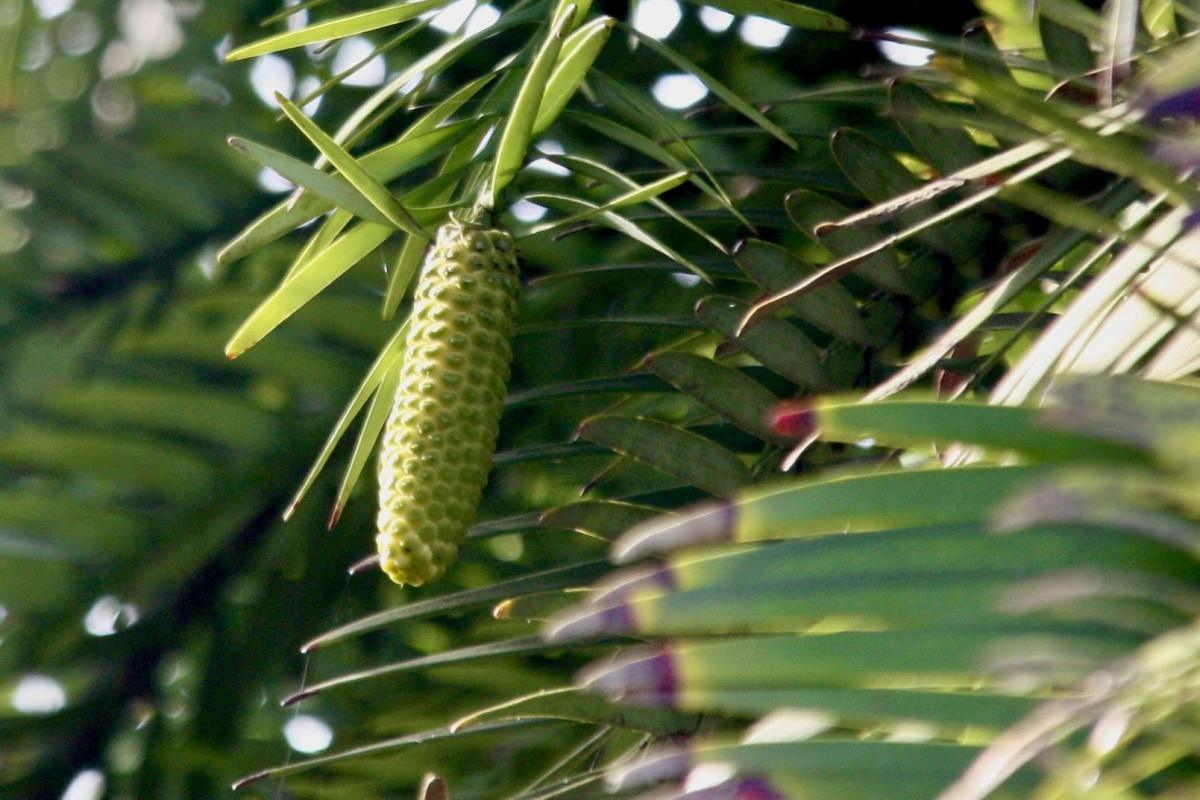 Ni pin ni fougère Ni pin ni fougère