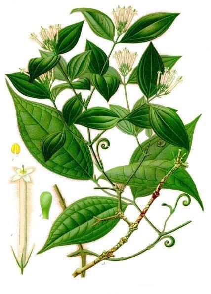 De la jungle à l’hôpital De la jungle à l’hôpital