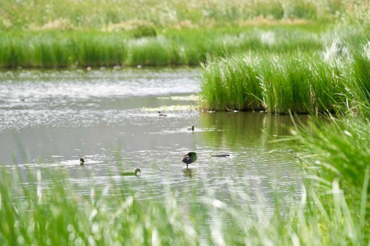 REGIÓN DE O’HIGGINS: Siete humedales rurales de la Región son estudiados su conservación