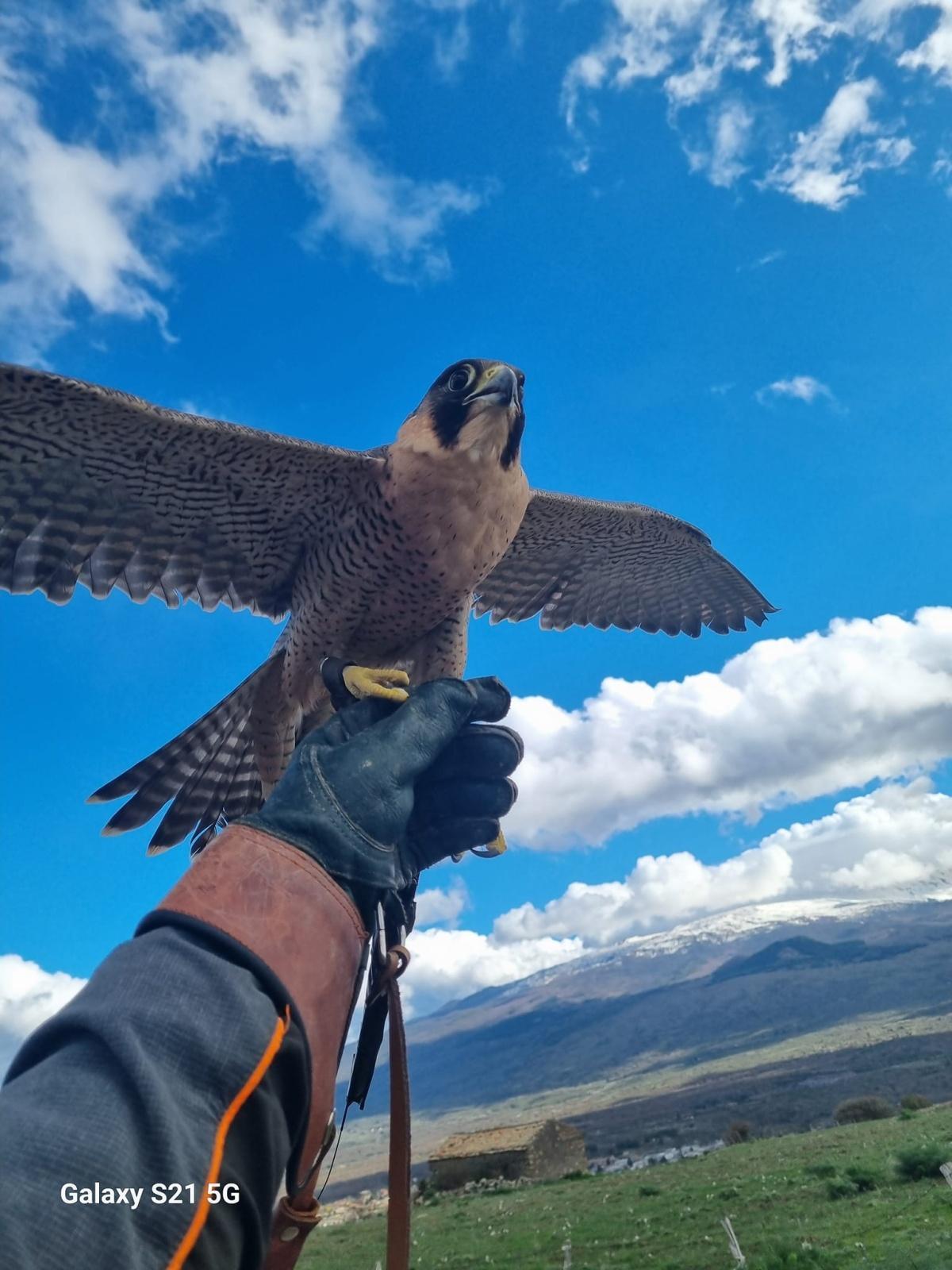 Spettacolo con la "Falconeria dei Nebrodi" (inizio ore 11.30)
