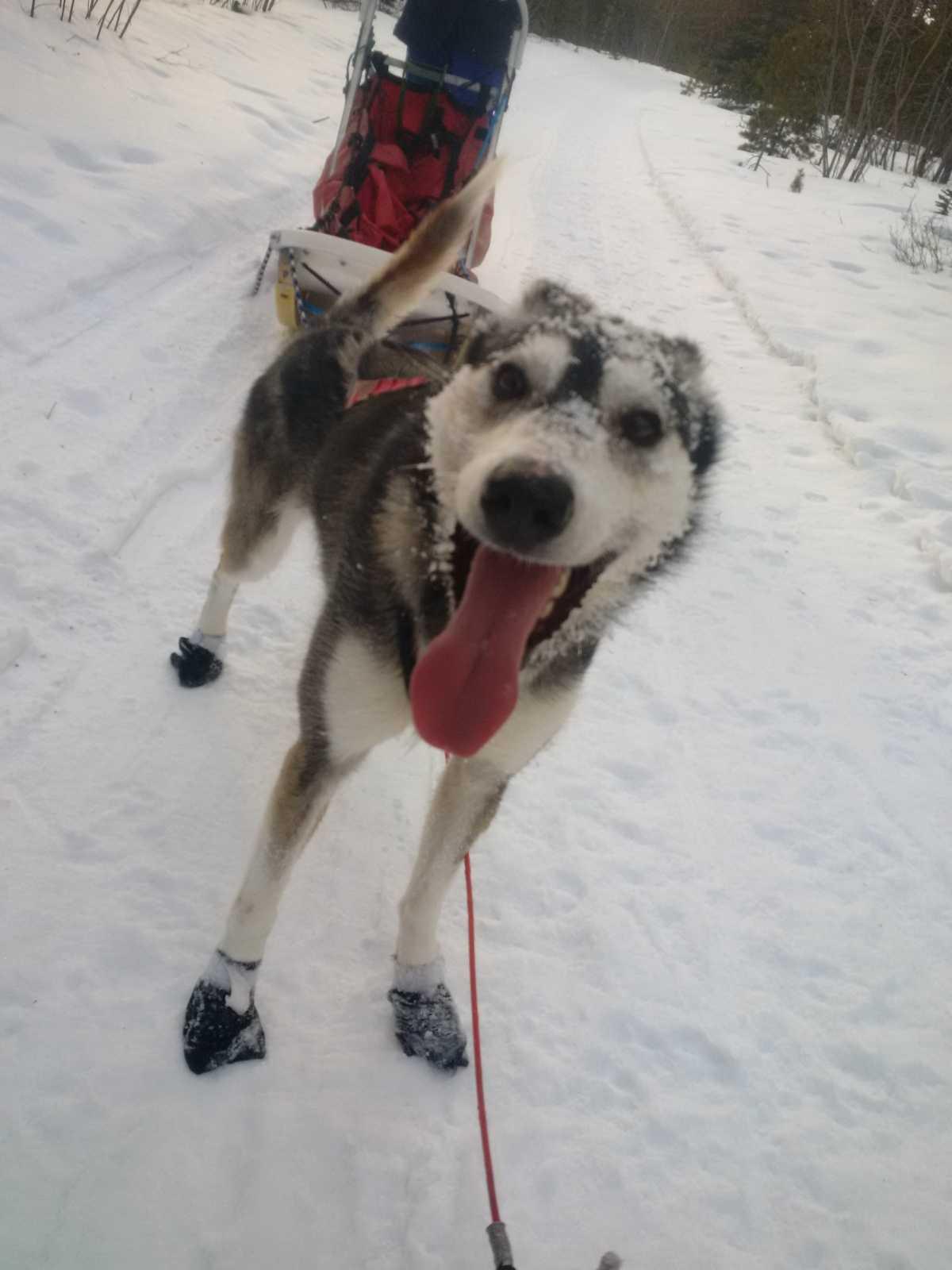 Mush, mush: dog sledding adventure