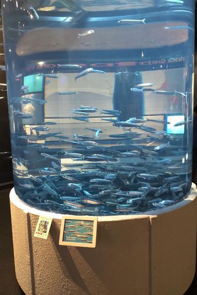 Swim the bay all the way Swim the bay all the way