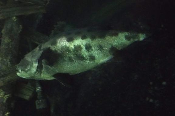 Swim the bay all the way Swim the bay all the way