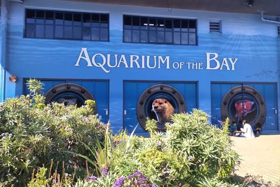 Swim the bay all the way