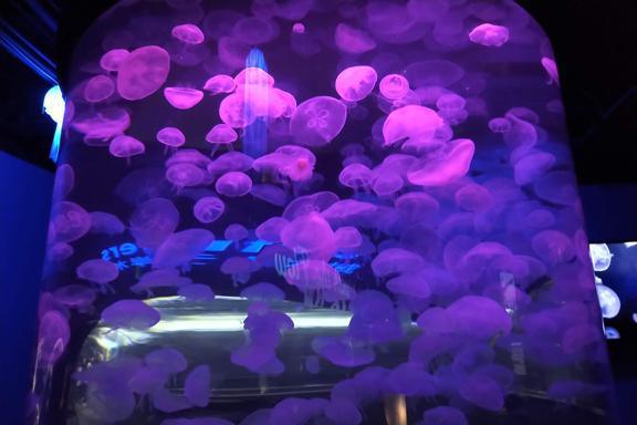 Swim the bay all the way Swim the bay all the way