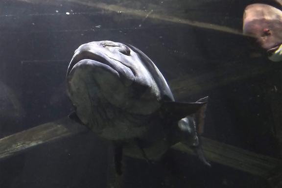 Swim the bay all the way Swim the bay all the way