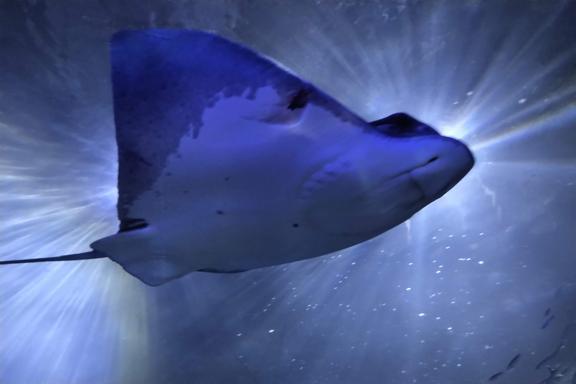 Swim the bay all the way Swim the bay all the way