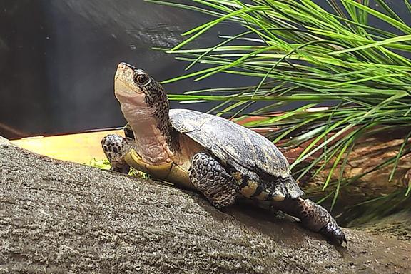 Swim the bay all the way Swim the bay all the way