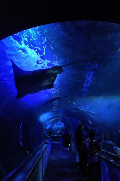 Swim the bay all the way Swim the bay all the way