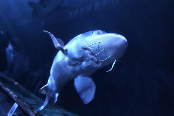 Swim the bay all the way Swim the bay all the way