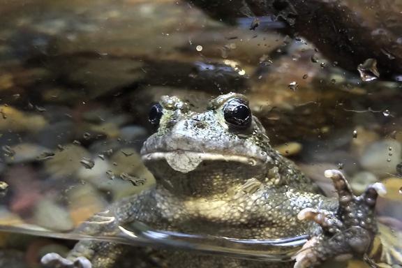 Swim the bay all the way Swim the bay all the way