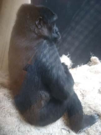 Will we see any cowboy animals? Will we see any cowboy animals?