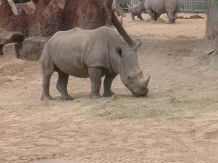 Will we see any cowboy animals? Will we see any cowboy animals?