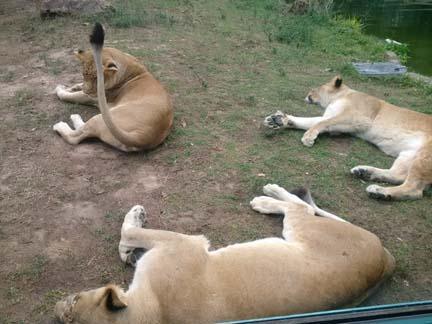 Will we see any cowboy animals? Will we see any cowboy animals?