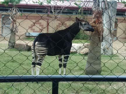 Will we see any cowboy animals?