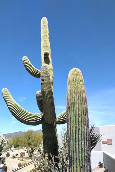 Being carefree in Carefree Being carefree in Carefree