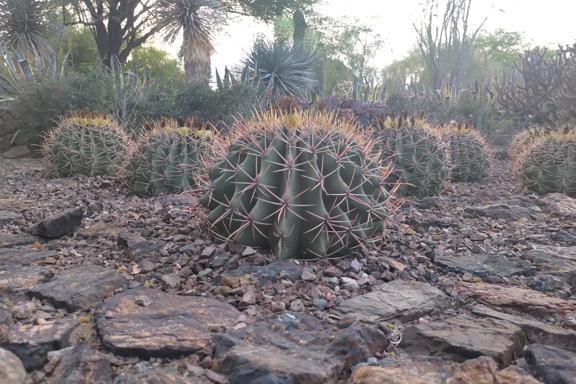 Sunset in the desert garden