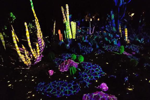 Sunset in the desert garden Sunset in the desert garden