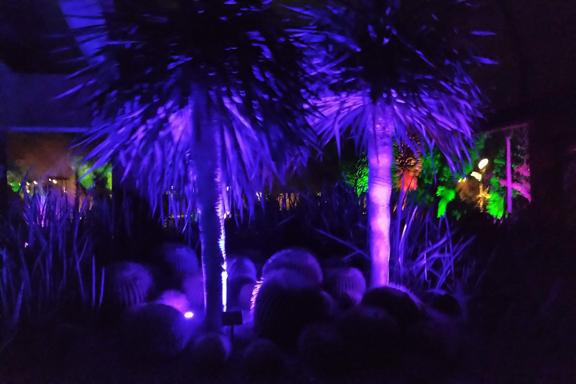 Sunset in the desert garden Sunset in the desert garden