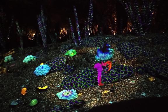 Sunset in the desert garden Sunset in the desert garden