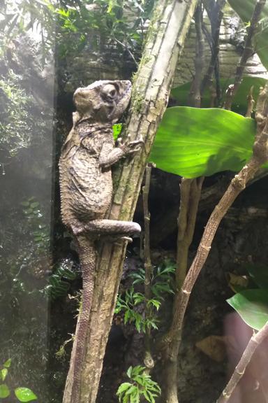 These animals sing... but do they like country music? These animals sing... but do they like country music?