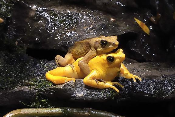 These animals sing... but do they like country music? These animals sing... but do they like country music?