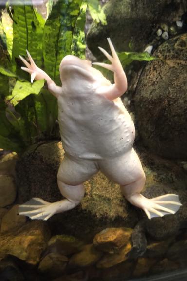 These animals sing... but do they like country music? These animals sing... but do they like country music?