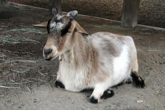 These animals sing... but do they like country music? These animals sing... but do they like country music?