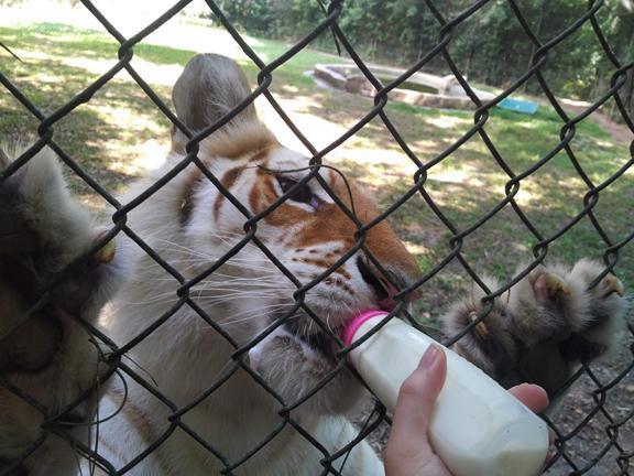 Wait, sorry, I'm feeding a ferocious what that can kill me? Wait, sorry, I'm feeding a ferocious what that can kill me?