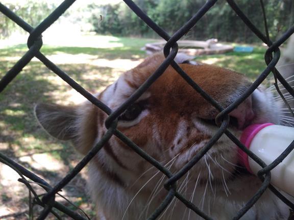 Wait, sorry, I'm feeding a ferocious what that can kill me? Wait, sorry, I'm feeding a ferocious what that can kill me?