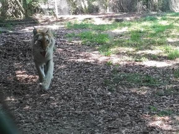 Wait, sorry, I'm feeding a ferocious what that can kill me? Wait, sorry, I'm feeding a ferocious what that can kill me?