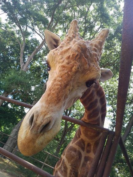 Wait, sorry, I'm feeding a ferocious what that can kill me? Wait, sorry, I'm feeding a ferocious what that can kill me?