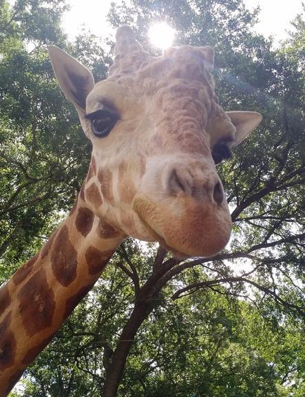 Wait, sorry, I'm feeding a ferocious what that can kill me? Wait, sorry, I'm feeding a ferocious what that can kill me?