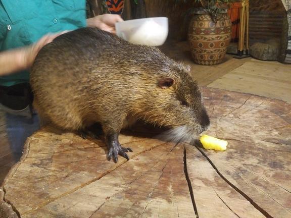 Wait, sorry, I'm feeding a ferocious what that can kill me? Wait, sorry, I'm feeding a ferocious what that can kill me?