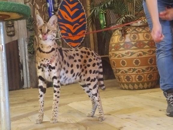 Wait, sorry, I'm feeding a ferocious what that can kill me? Wait, sorry, I'm feeding a ferocious what that can kill me?