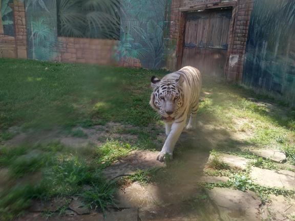 Wait, sorry, I'm feeding a ferocious what that can kill me? Wait, sorry, I'm feeding a ferocious what that can kill me?